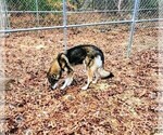 Small Alaskan Malamute-German Shepherd Dog Mix