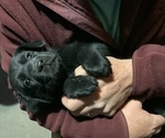 Small Photo #2 Labrador Retriever Puppy For Sale in ELGIN, SC, USA