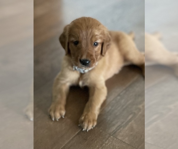 Medium Photo #2 Golden Retriever Puppy For Sale in AQUILLA, TX, USA