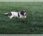 Small Photo #1 Brittany Puppy For Sale in BENTON CITY, WA, USA