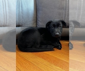 Shepradors Litter for sale in COLLEGE PARK, MD, USA