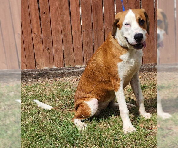 Medium Photo #2 Labrador Retriever-Unknown Mix Puppy For Sale in Wetumpka, AL, USA