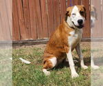 Small #1 Labrador Retriever Mix