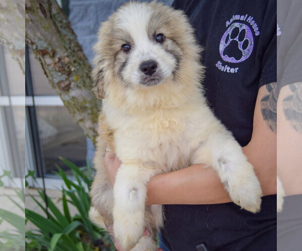 Medium Photo #2 Collie-Great Pyrenees Mix Puppy For Sale in Huntley, IL, USA