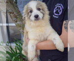 Small #1 Collie-Great Pyrenees Mix