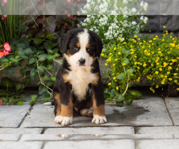 Medium Photo #1 Bernese Mountain Dog Puppy For Sale in MILLERSBURG, IN, USA