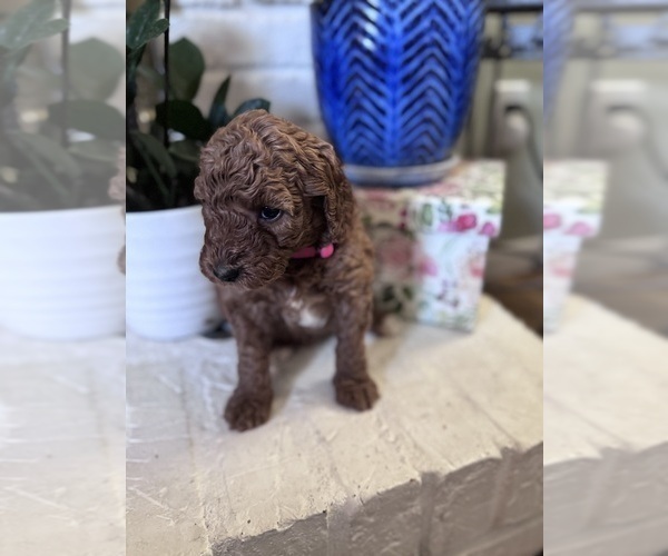 Medium Photo #10 Goldendoodle Puppy For Sale in CINCINNATI, OH, USA