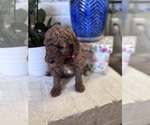 Litter of 9 - Male(s) and Female(s) GoldendoodleLitter of Puppies for Sale - Photo #10