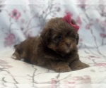 Small #1 ShihPoo