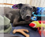 Small #4 Labrador Retriever Mix