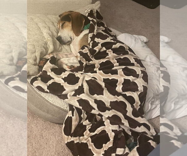 Medium Photo #3 Treeing Walker Coonhound-Unknown Mix Puppy For Sale in Greenbelt, MD, USA