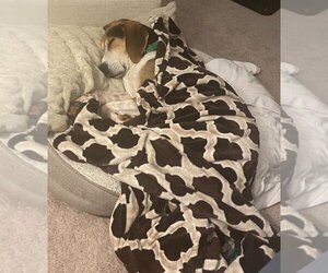 Huck - Male Treeing Walker Coonhound-Unknown Mix Dog for Adoption - Photo #3