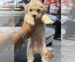 Small #4 Poodle (Toy)