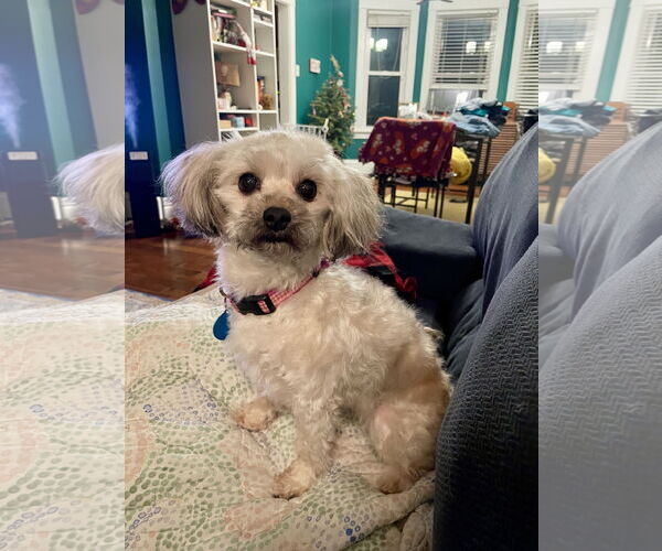 Medium Photo #1 Shih Tzu-Unknown Mix Puppy For Sale in St. Louis Park, MN, USA