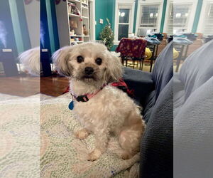 Shih Tzu Mix Dog for Adoption in St. Louis Park, Minnesota USA