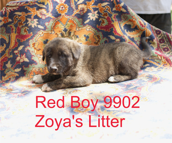 Medium Photo #1 Anatolian Shepherd Puppy For Sale in SELMA, OR, USA