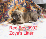 Puppy 1 Anatolian Shepherd