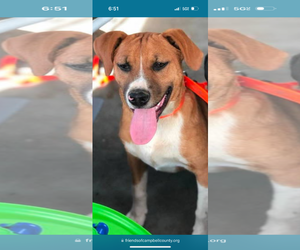 Beagle-Unknown Mix Dogs for adoption in Rustburg, VA, USA