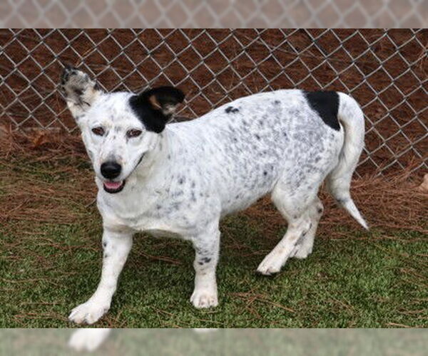 Medium Photo #3 Mutt Puppy For Sale in Rockaway, NJ, USA