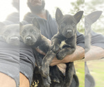 Small Photo #6 Dutch Shepherd Dog Puppy For Sale in NEWBERRY, SC, USA