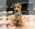 Small American Pit Bull Terrier-Catahoula Leopard Dog Mix