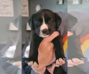 Medium Labrador Retriever Mix