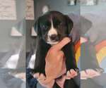 Small Labrador Retriever Mix