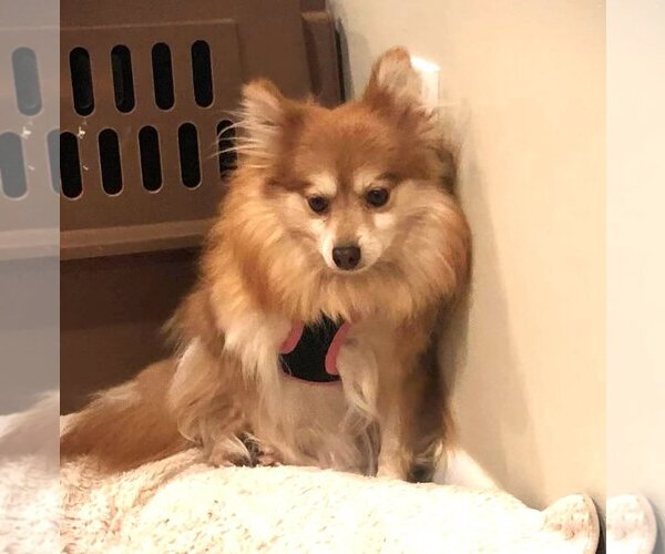 Medium Photo #6 Pomeranian Puppy For Sale in St. Louis Park, MN, USA