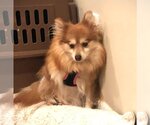 Small Photo #6 Pomeranian Puppy For Sale in St. Louis Park, MN, USA