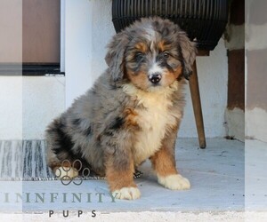 Bernedoodle (Miniature) Puppy for sale in NARVON, PA, USA