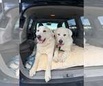 Small Great Pyrenees