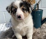 Small Photo #1 Anatolian Shepherd-Cardigan Welsh Corgi Mix Puppy For Sale in HONEY BROOK, PA, USA
