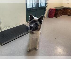 Akita Dogs for adoption in Pasadena, CA, USA