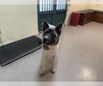 Small Akita