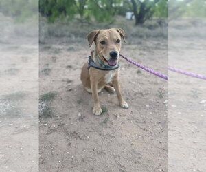 - Mix Dogs for adoption in NEWPORT NH, NH, USA