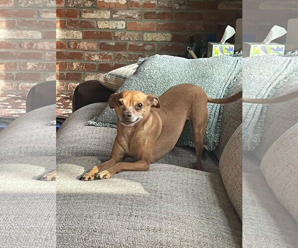 Medium Photo #2 Chihuahua-Unknown Mix Puppy For Sale in Littleton, CO, USA