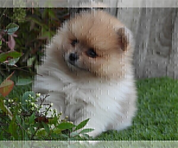 Medium Photo #1 Pomeranian Puppy For Sale in FT LAUDERDALE, FL, USA