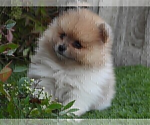 Pomeranian Puppy for sale in FT LAUDERDALE, FL, USA