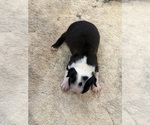 Small Photo #3 Boston Terrier Puppy For Sale in FREDONIA, KS, USA