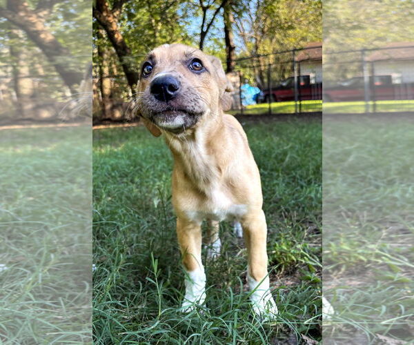 Medium Photo #5 Shepradors Puppy For Sale in McKinney, TX, USA