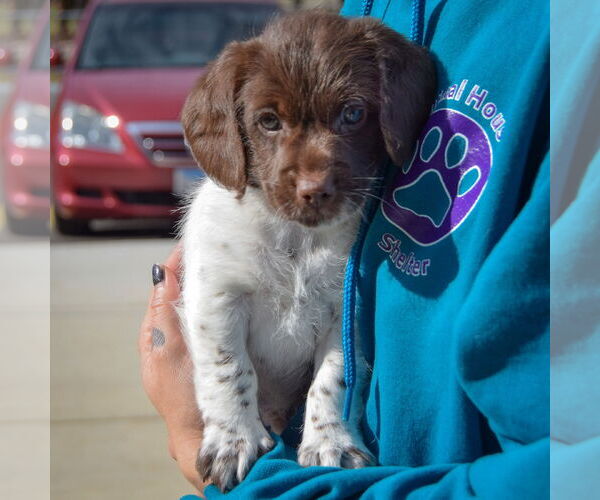 Medium Photo #3 Beagle-Unknown Mix Puppy For Sale in Huntley, IL, USA