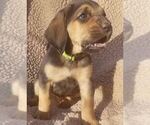 Small Photo #7 Bloodhound Puppy For Sale in TOCCOA, GA, USA