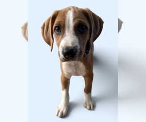 Mutt Dogs for adoption in Rockville, MD, USA