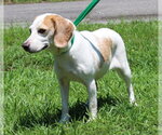 Small #1 Beagle Mix