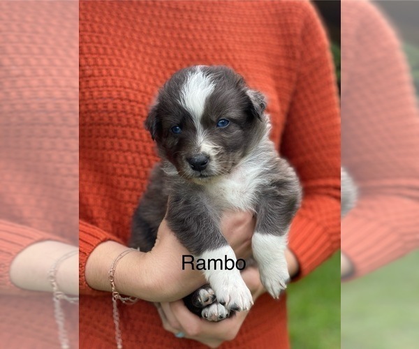 Medium Photo #1 Australian Shepherd Puppy For Sale in MOCKSVILLE, NC, USA