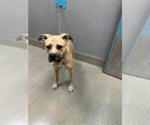 German Shepherd Dog-Unknown Mix Dogs for adoption in Las Vegas, NV, USA