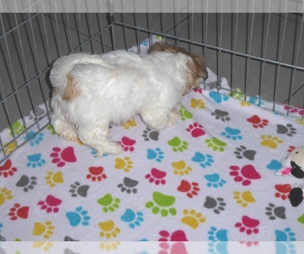 Medium Photo #10 Shih Tzu Puppy For Sale in ORO VALLEY, AZ, USA