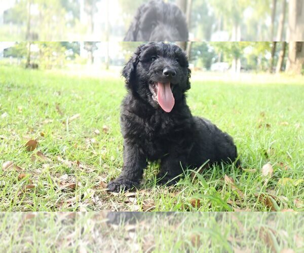 Medium Photo #7 Aussiedoodle Puppy For Sale in CONWAY, SC, USA