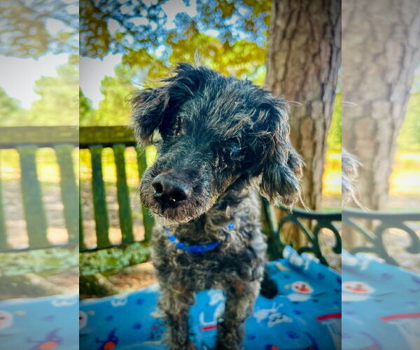 Medium Photo #4 Poodle (Miniature)-Unknown Mix Puppy For Sale in Pacolet, SC, USA