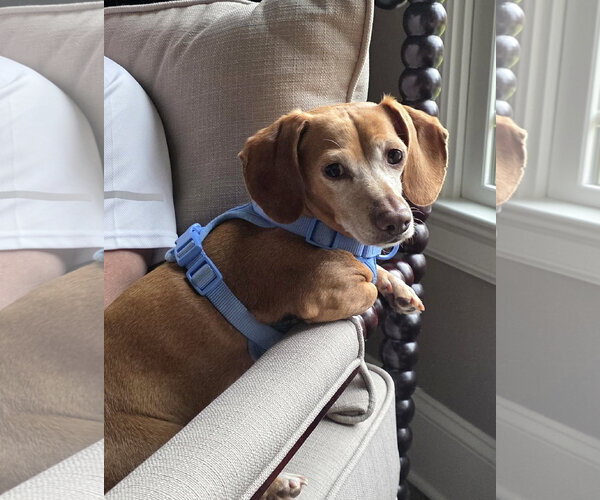 Medium Photo #9 Dachshund Puppy For Sale in Shelbyville, TN, USA